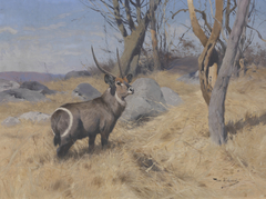 Waterbok by Wilhelm Kuhnert