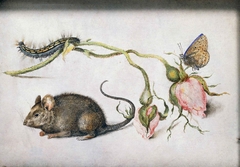 A mouse, two roses and butterfly