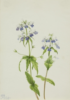 Blue-Eyed Mary (Collinsia verna) by Mary Vaux Walcott