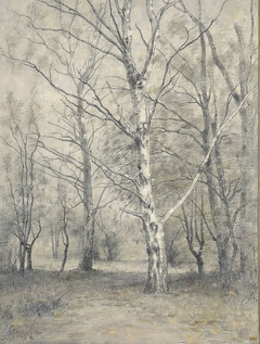 Bos met berkebomen by Alphonse Stengelin