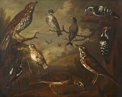 British Birds: Cock Redwing; Hen Redwing; Cock Winchat; Hen Winchat; Cock Aberderine; Cock Small Spotted Woodpecker; Hen Small Spotted Woodpecker; Cock Davis by Charles Collins