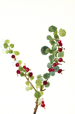 Currant (unfinished) (Ribes species) by Mary Vaux Walcott