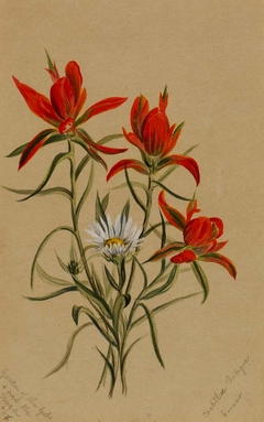 Indian Paintbrush (Castilleja rhexifolia)