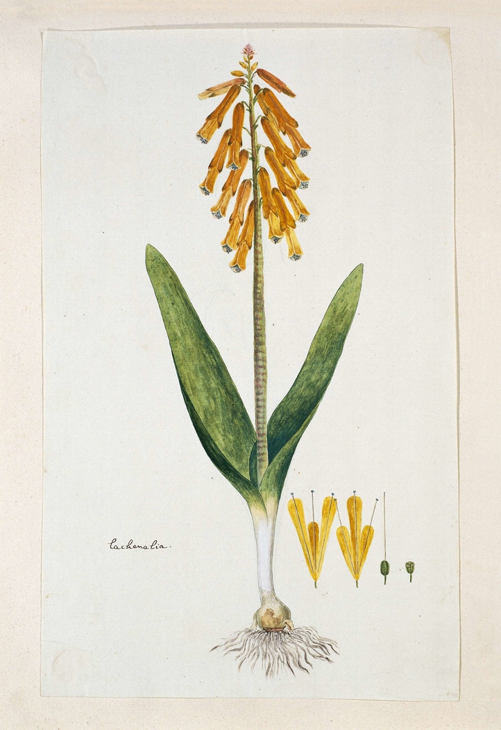 Lachenalia aloides, heideplant; met detailstudies van de bloeiwijze