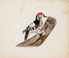 Lesser Spotted Woodpecker, Male by Ferdinand von Wright