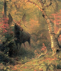 Moose in a Forest Glen