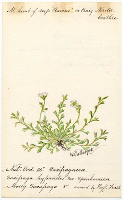 Mossy sacifrage (saxifraga hypnoides) - William Catto - ABDAG016270 by William Catto