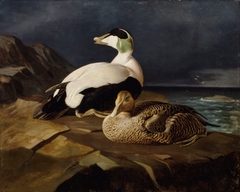 Pair of Common Eiders on a Rock by Ferdinand von Wright