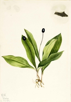 Queencup (Clintonia uniflora) by Mary Vaux Walcott