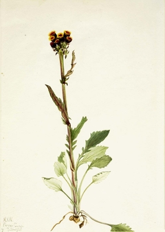 Rayless Groundsel (Senecio pauciflorus) by Mary Vaux Walcott