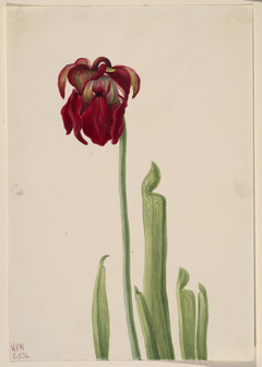 Red Pitcherplant (Sarracenia jonesii) by Mary Vaux Walcott