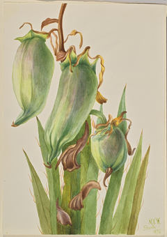 Spanish Bayonet (Yucca baccata) by Mary Vaux Walcott