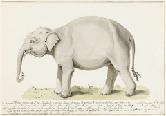 Staande olifant, naar links by Petrus Camper
