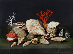 Still life with shells and coral by Jacques Linard