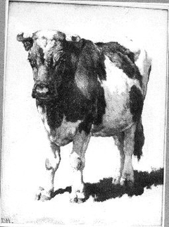 Studie van een stier by Johannes Hubertus Leonardus de Haas