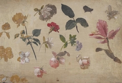 Study of Pink Roses, Leaves, Heliotrope, a Carnation and an Orchid