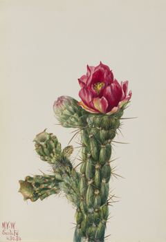 Walkingstick Cholla (Opuntia imbricata) by Mary Vaux Walcott