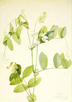 White Pea (Lathyrus ochroleucus) by Mary Vaux Walcott
