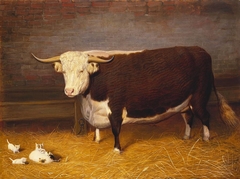 A Hereford Bullock by Friedrich Wilhelm Keyl