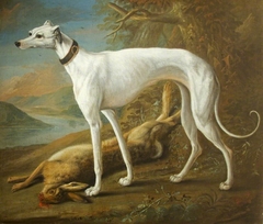 A White Greyhound standing over a Dead Hare by George William Sartorius