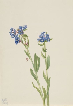 Alpine Forget-me-not (Myosotis alpestris) by Mary Vaux Walcott