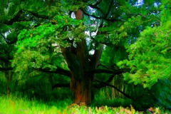 Birnam Oak