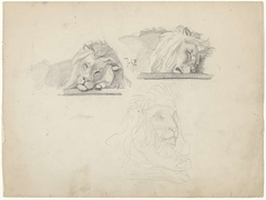 Drie studies van een leeuw by Johan Braakensiek