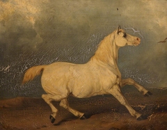'Lily', Portrait of a Grey Horse by Charles Hancock