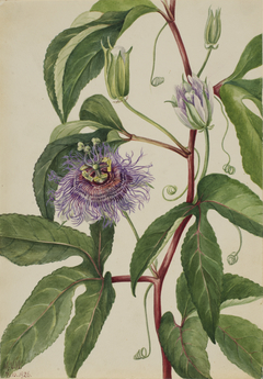 Maypop (Passiflora incarnata) by Mary Vaux Walcott