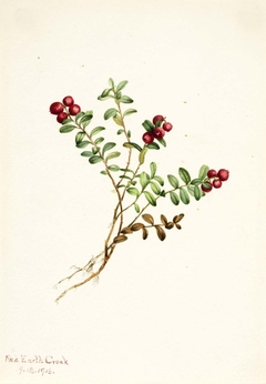 Mountain Cranberry (Vaccinium vitisdaea minus) by Mary Vaux Walcott