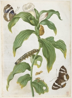 Plant study with butterflies by Maria Sibylla Merian