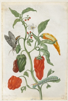 Plant study with peppers by Maria Sibylla Merian