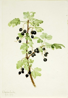 Prickly Currant (Ribes lacustre) by Mary Vaux Walcott