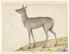 Roe Deer by Unknown Artist