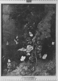 Stillleben: Schmetterlinge und Pflanzen by Franz de Hamilton