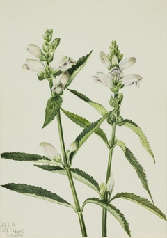 Turtlehead (Chelone glabra) by Mary Vaux Walcott