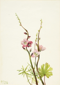 Untitled (Flower Study by Mary Vaux Walcott