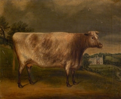 'Waterwitch': Prize Cow, Winner of the 1st Prize, Totnes, 1851 by George Edward Hysum