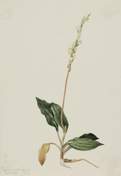 Western Rattlesnake Plantain (Peranium decipiens) by Mary Vaux Walcott